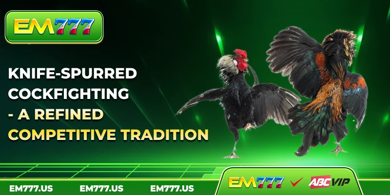 Knife-spurred cockfighting