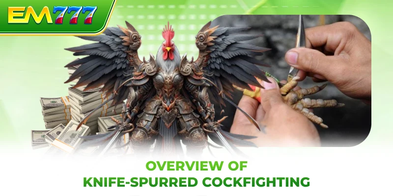 Overview of knife-spurred cockfighting